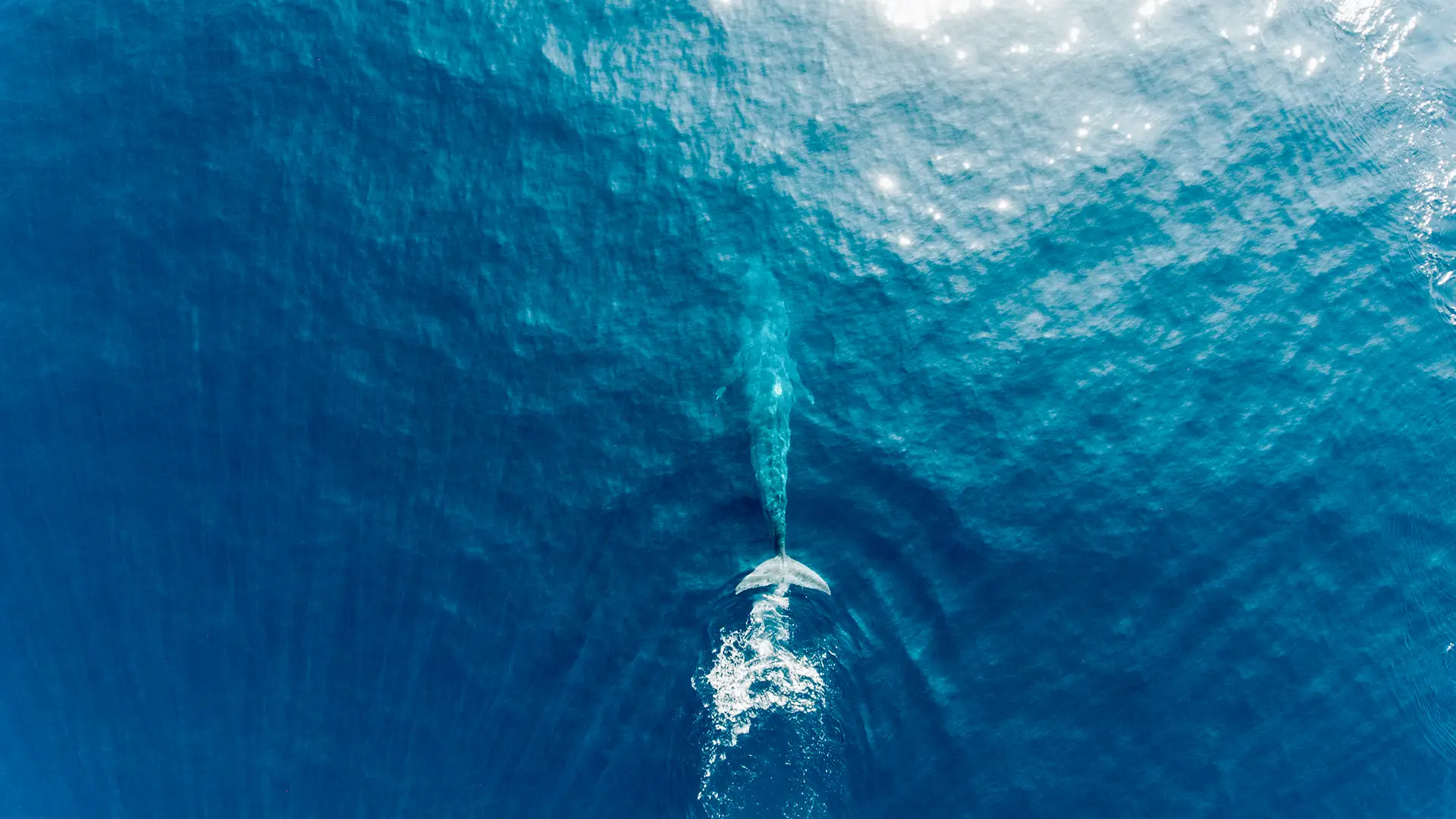 Whales and Dolphins Discovery — 1