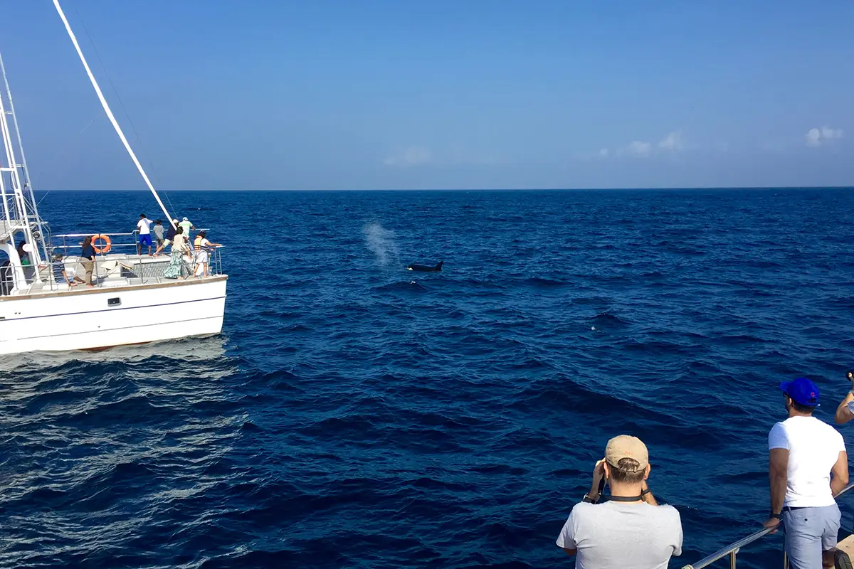 Whales and Dolphins Discovery — 2