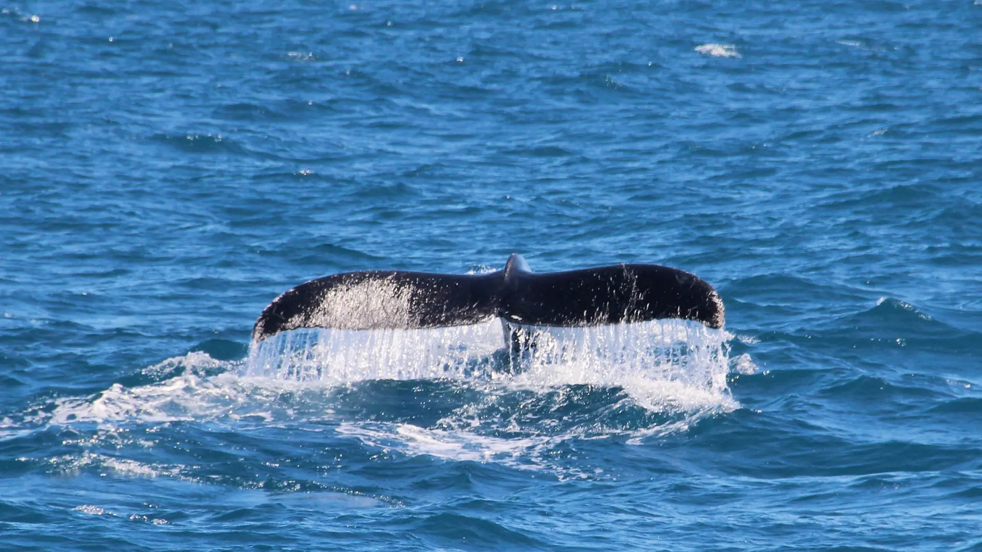 Whales and Dolphins Discovery