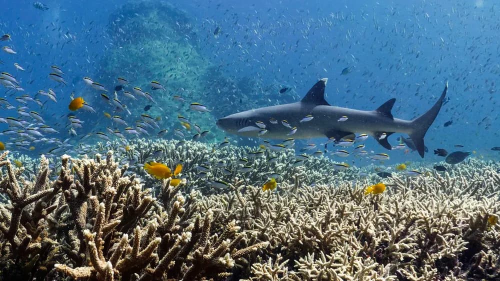 Protecting Our Azure Backyard: The Coral Regeneration Initiative