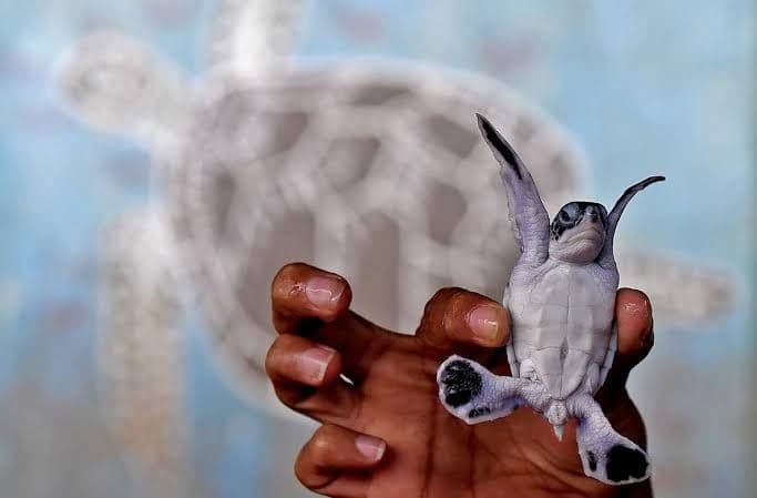 Sri Lanka's Ocean Wildlife: A Journey Through Life Above and Below the Waves