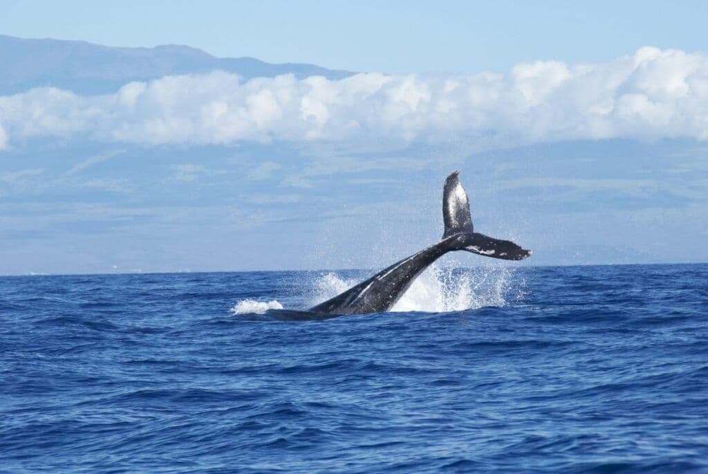 A Night at Sea and Giants at Dawn: Our Mirissa Whale Watching Adventure